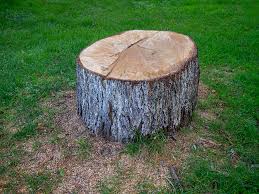 Best Root Management and Removal  in Chico, CA