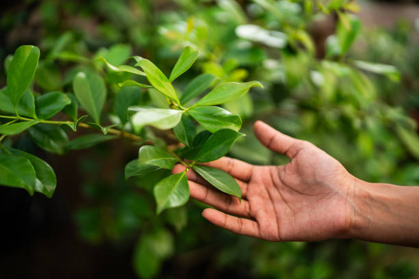 Best Fruit Tree Pruning  in Chico, CA