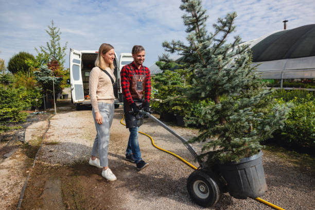 Organic Lawn Care Solutions in Chico, CA
